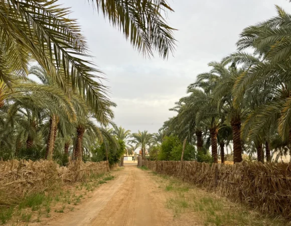 Nature Walks in the Oasis