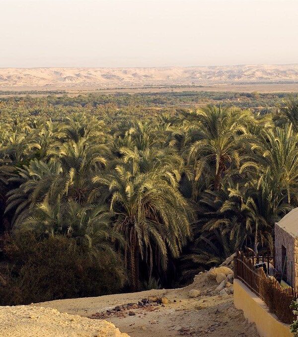 Bahariya Oasis 1